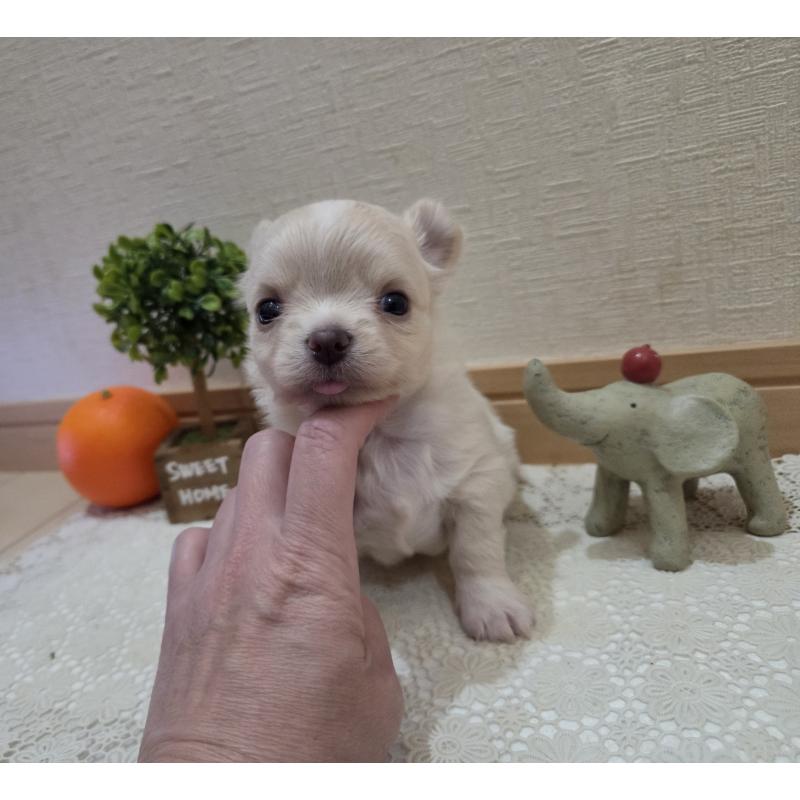 販売中の広島県のチワワ(ロングコート)-420877の35枚目