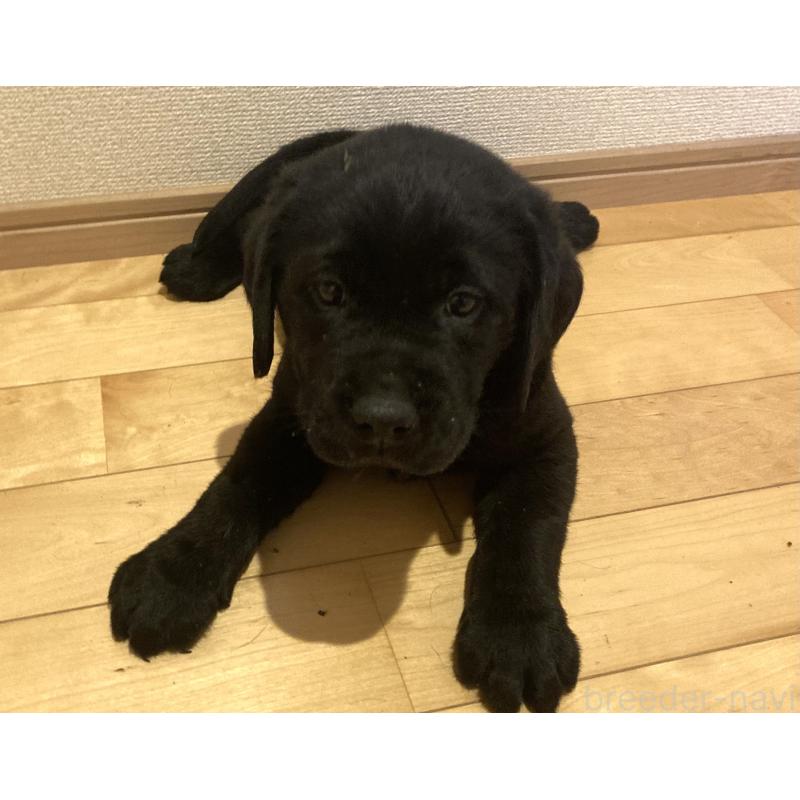 販売中の静岡県のラブラドールレトリーバー-422298の11枚目