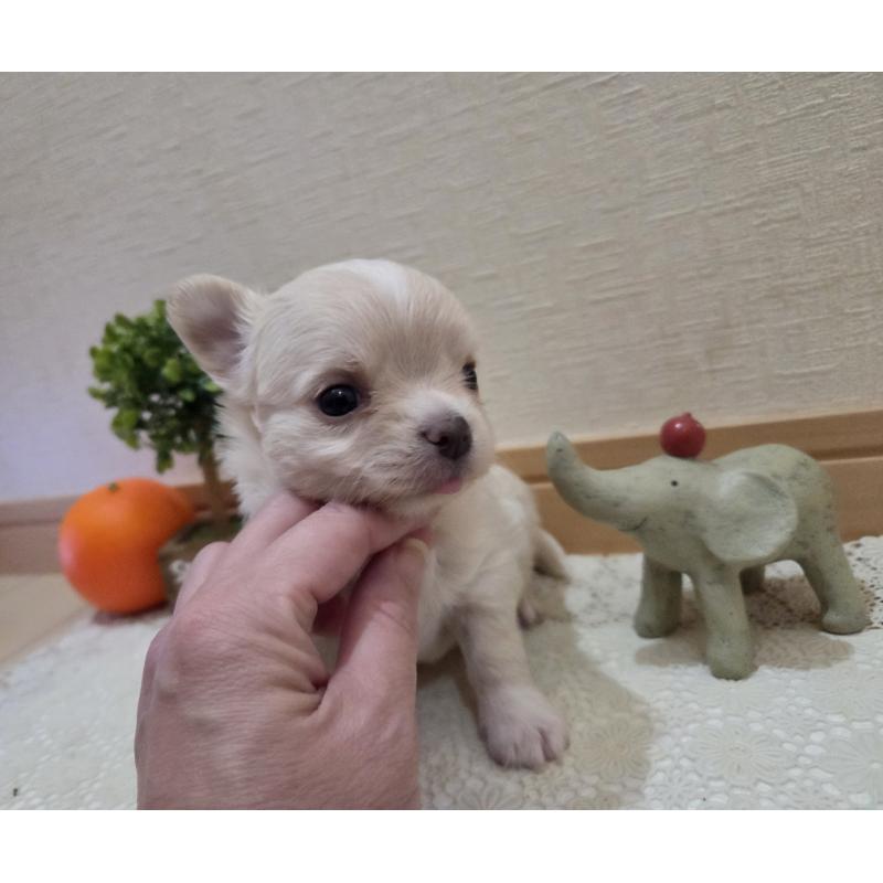 販売中の広島県のチワワ(ロングコート)-420877の32枚目