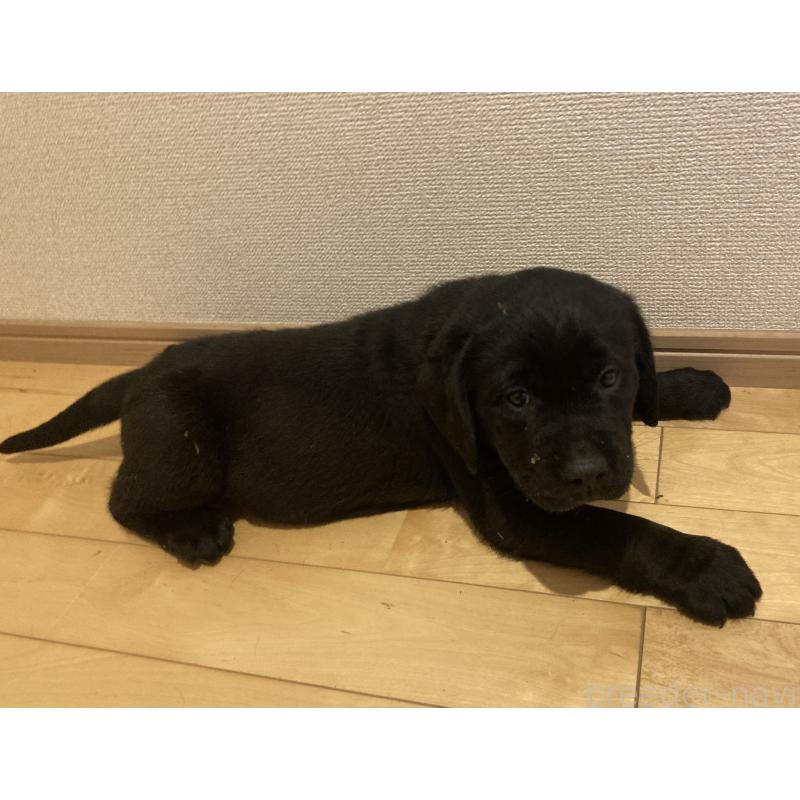 販売中の静岡県のラブラドールレトリーバー-422298の10枚目