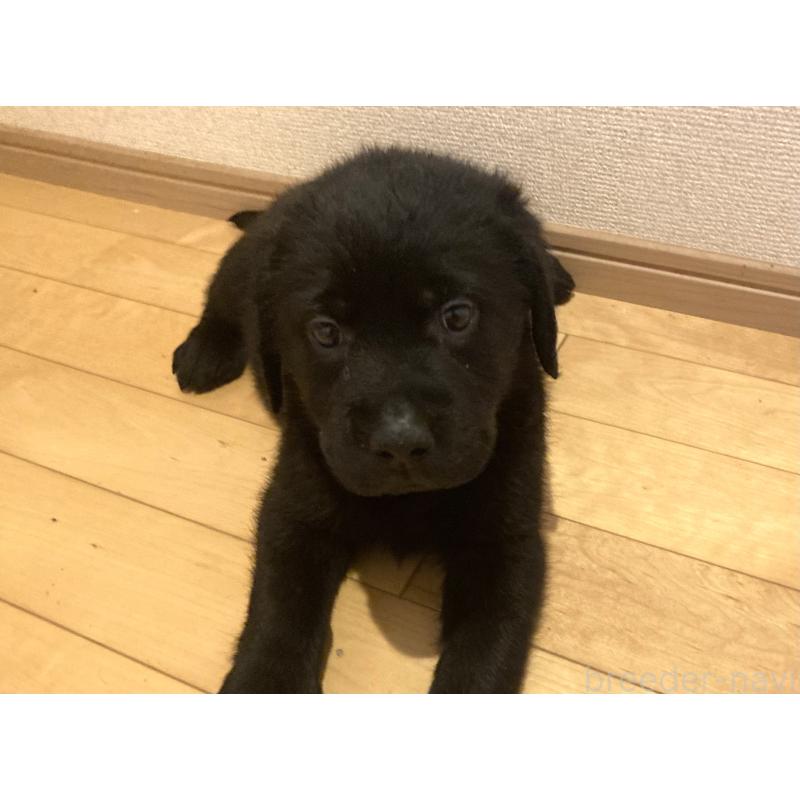 成約済の静岡県のラブラドールレトリーバー-422302の6枚目