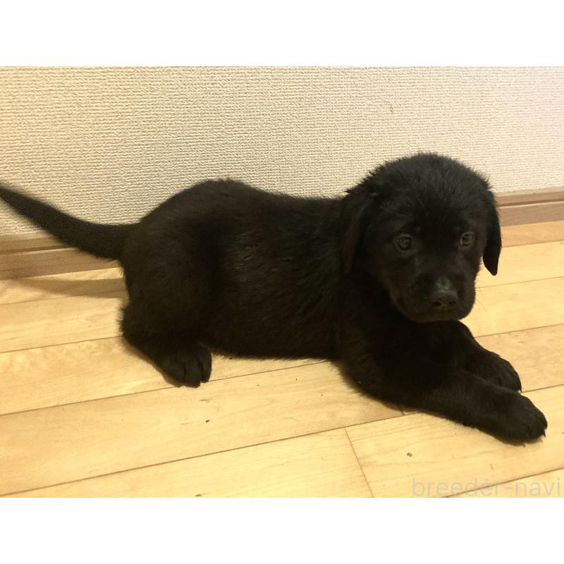 成約済の静岡県のラブラドールレトリーバー-422302の5枚目