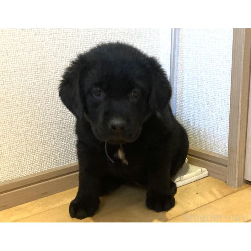販売中の静岡県のラブラドールレトリーバー-422300