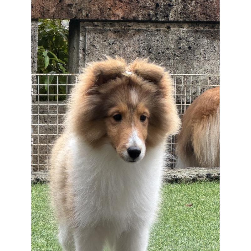 成約済の茨城県のシェットランドシープドッグ(シェルティ)-419923の8枚目