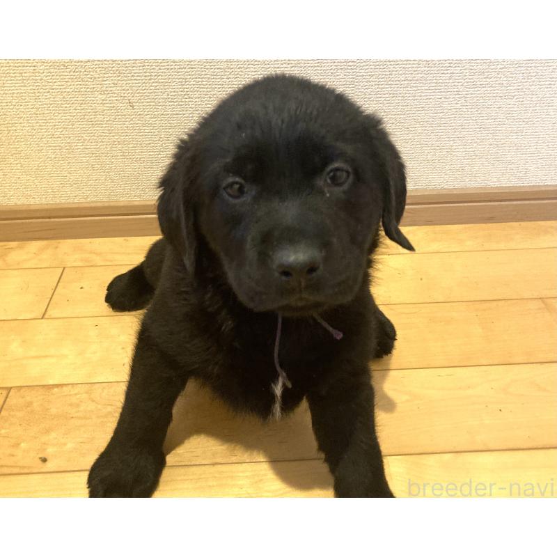 成約済の静岡県のラブラドールレトリーバー-422300の21枚目