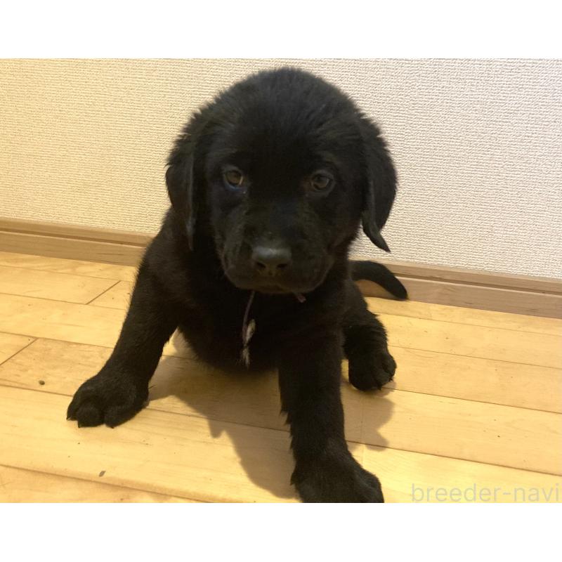 成約済の静岡県のラブラドールレトリーバー-422300の20枚目