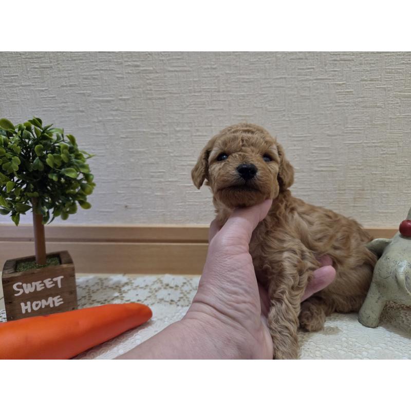 成約済の広島県のタイニープードル-423798の51枚目