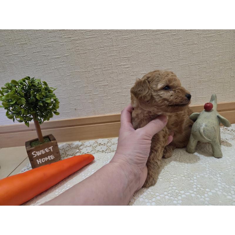 成約済の広島県のタイニープードル-423798の50枚目