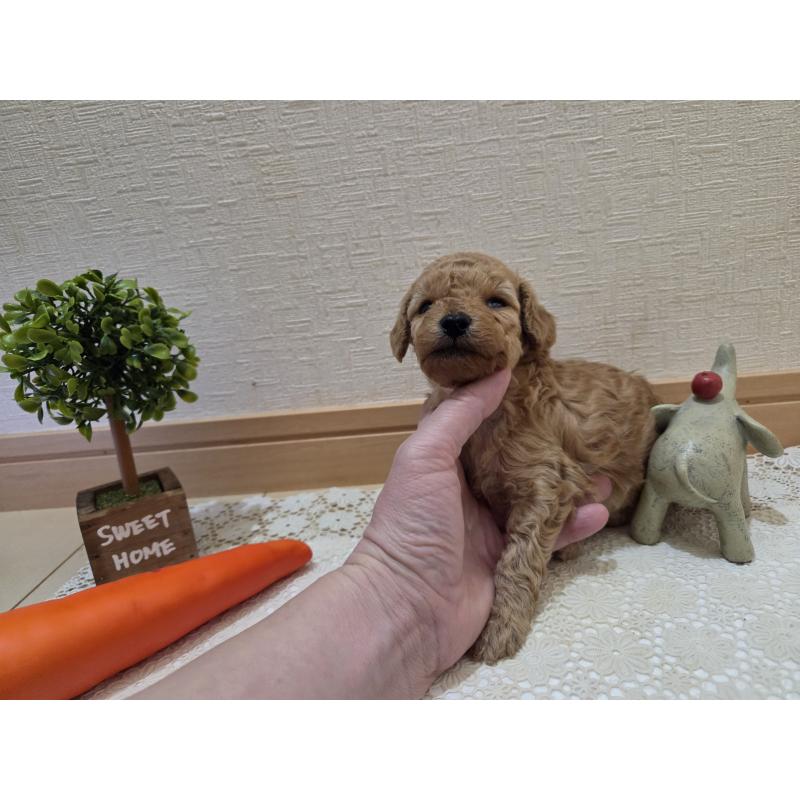 成約済の広島県のタイニープードル-423798の49枚目