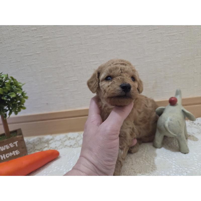 成約済の広島県のタイニープードル-423798の48枚目