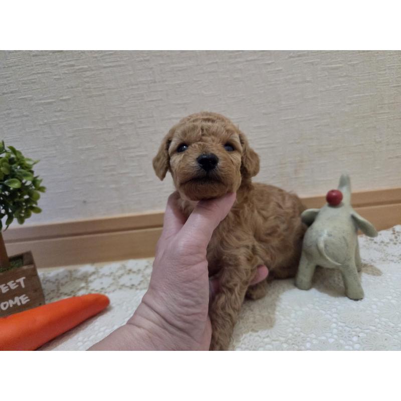 成約済の広島県のタイニープードル-423798の47枚目