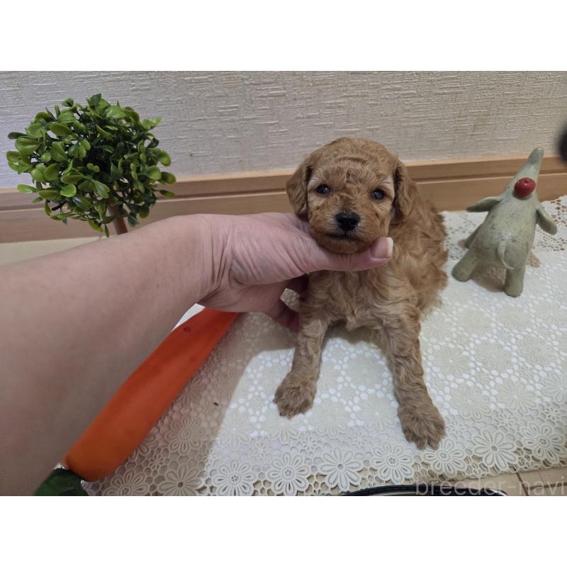 成約済の広島県のタイニープードル-423798の46枚目