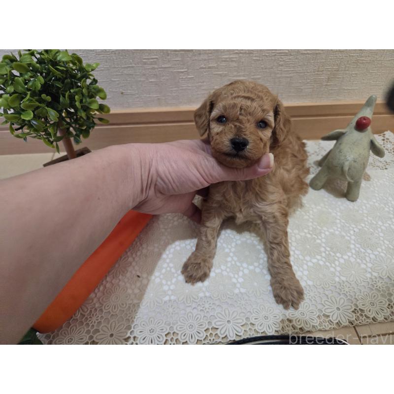 成約済の広島県のタイニープードル-423798の45枚目