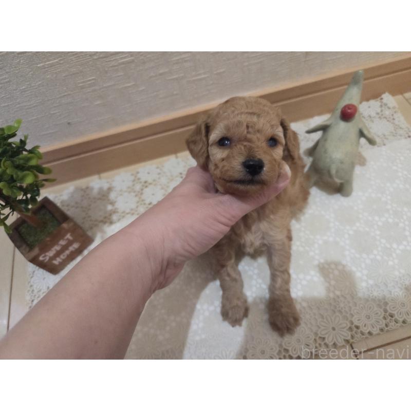 成約済の広島県のタイニープードル-423798の44枚目