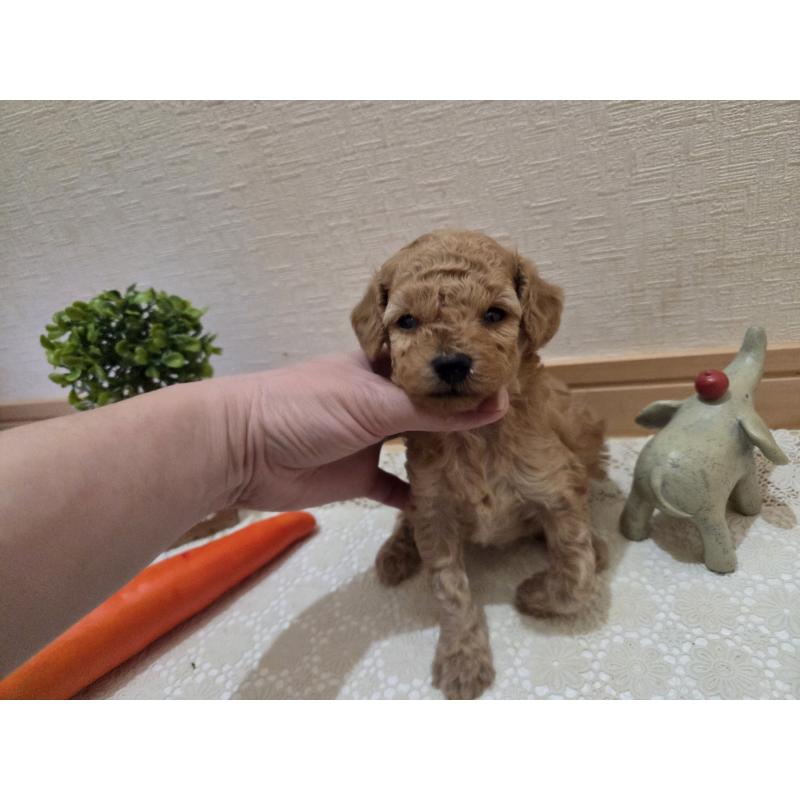 成約済の広島県のタイニープードル-423798の43枚目