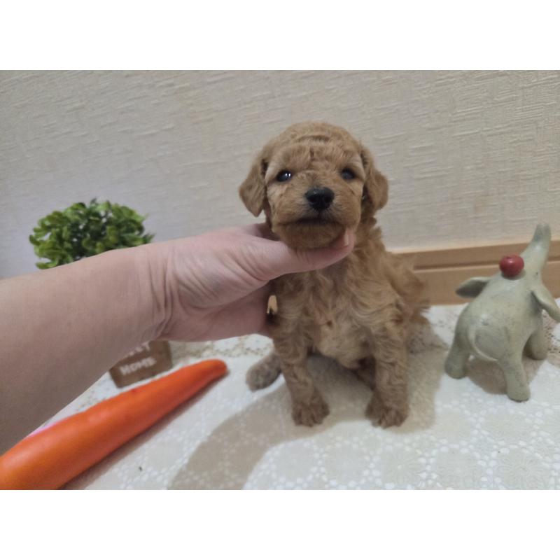 成約済の広島県のタイニープードル-423798の42枚目