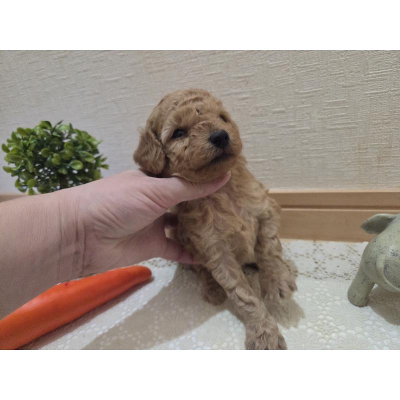 成約済の広島県のタイニープードル-423798の41枚目