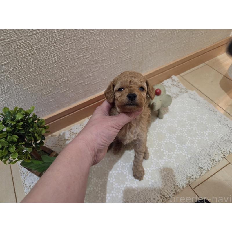 成約済の広島県のタイニープードル-423798の40枚目