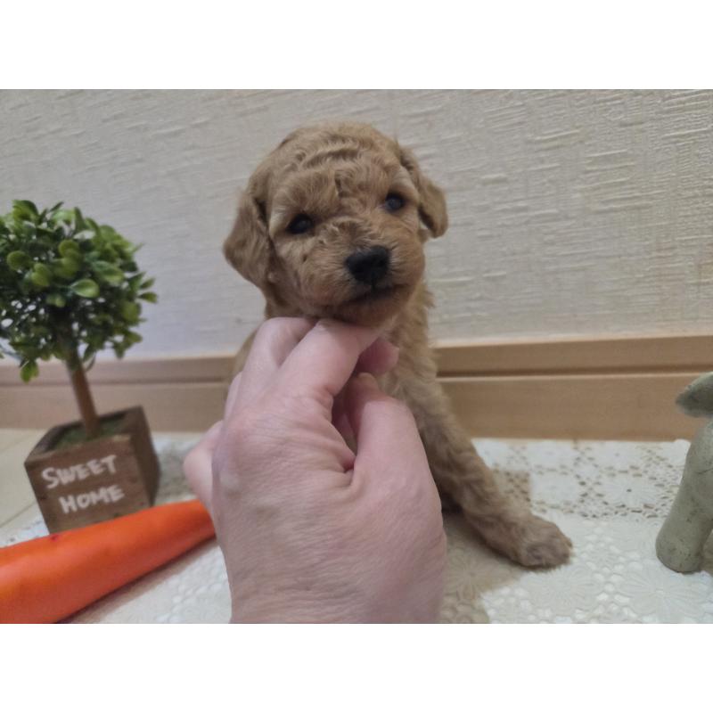 成約済の広島県のタイニープードル-423798の39枚目