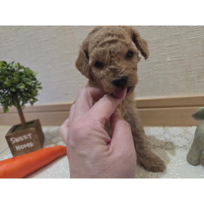 成約済の広島県のタイニープードル-423798の38枚目