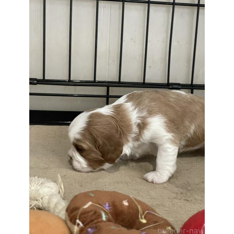 販売中の岡山県のキャバリアキングチャールズスパニエル-425226の5枚目