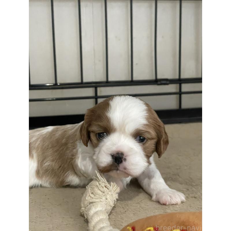 販売中の岡山県のキャバリアキングチャールズスパニエル-425226の4枚目