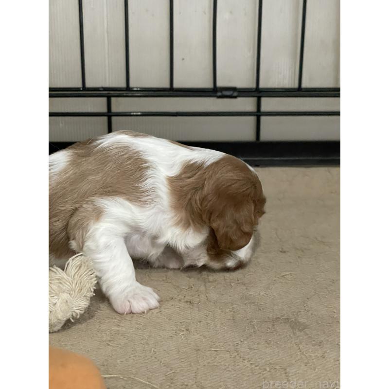 販売中の岡山県のキャバリアキングチャールズスパニエル-425226の3枚目