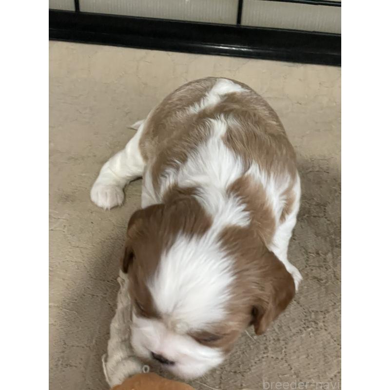 販売中の岡山県のキャバリアキングチャールズスパニエル-425226の2枚目