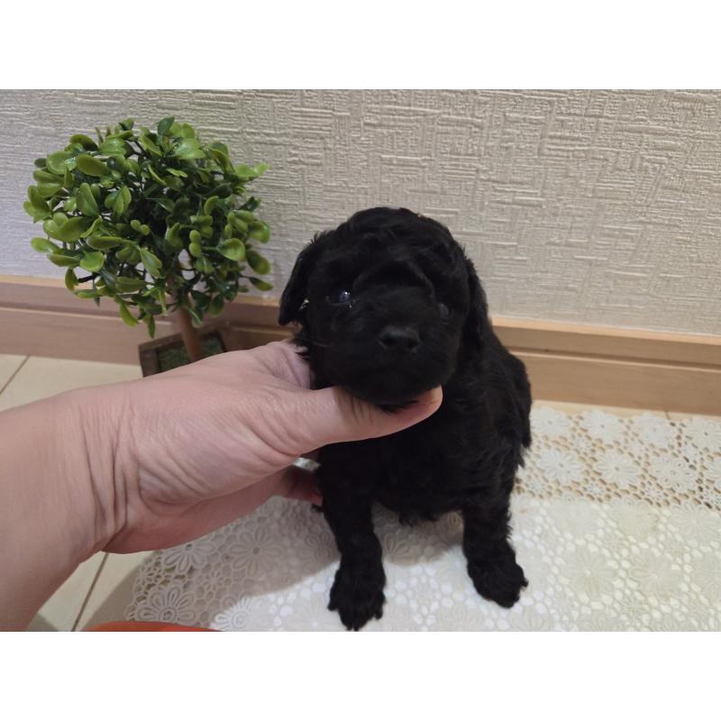 成約済の広島県のタイニープードル-423800の36枚目