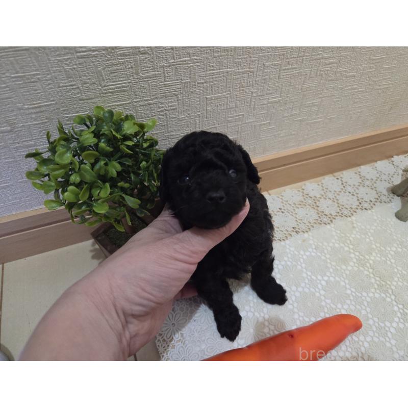 成約済の広島県のタイニープードル-423800の35枚目