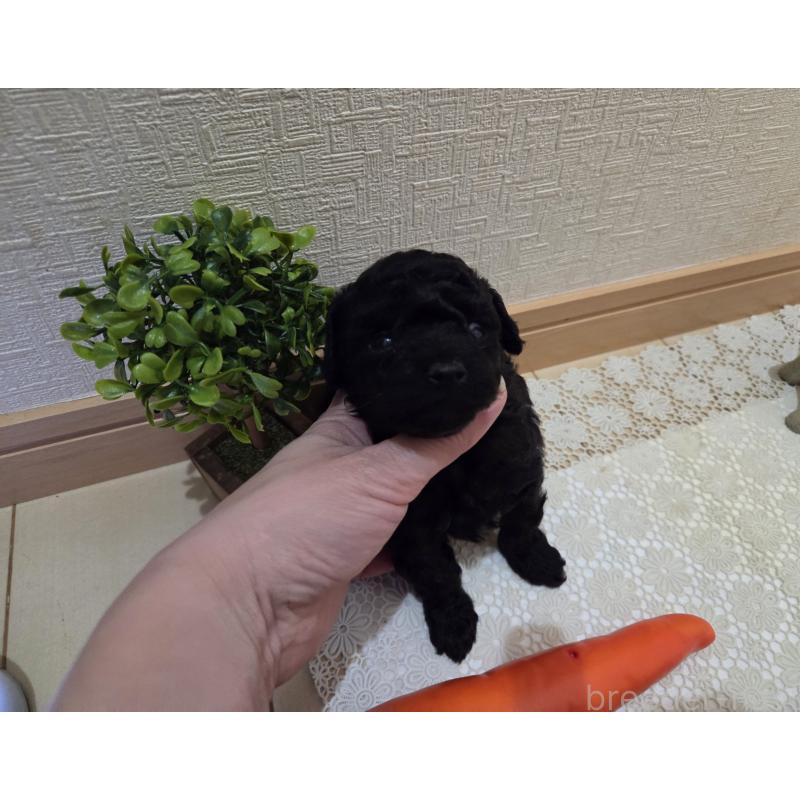 成約済の広島県のタイニープードル-423800の34枚目