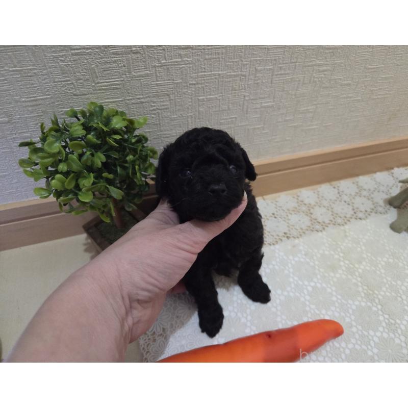 成約済の広島県のタイニープードル-423800の33枚目