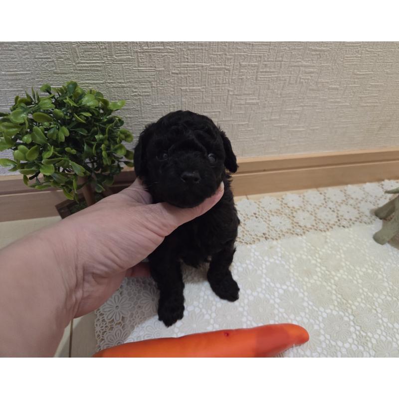 成約済の広島県のタイニープードル-423800の31枚目