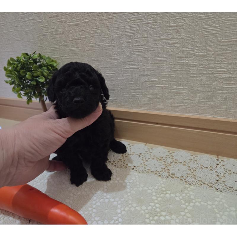 成約済の広島県のタイニープードル-423800の30枚目