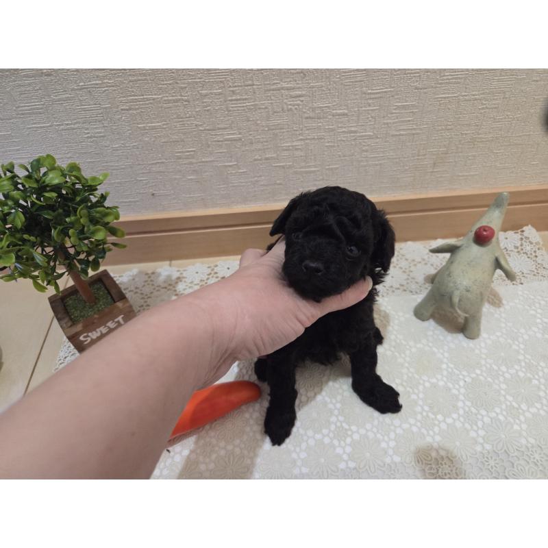 成約済の広島県のタイニープードル-423800の29枚目