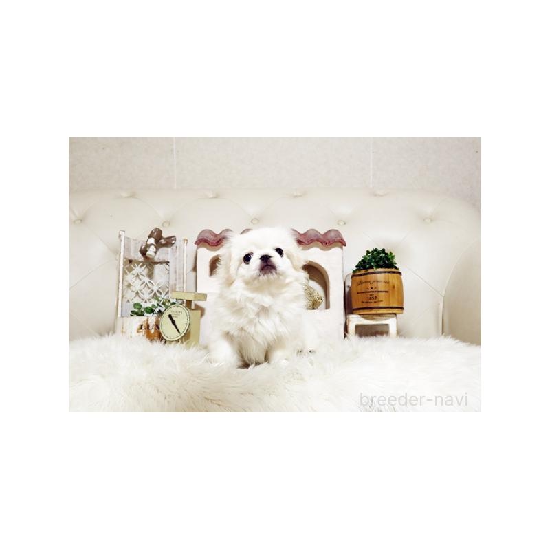 販売中の佐賀県のペキニーズ-418165の5枚目