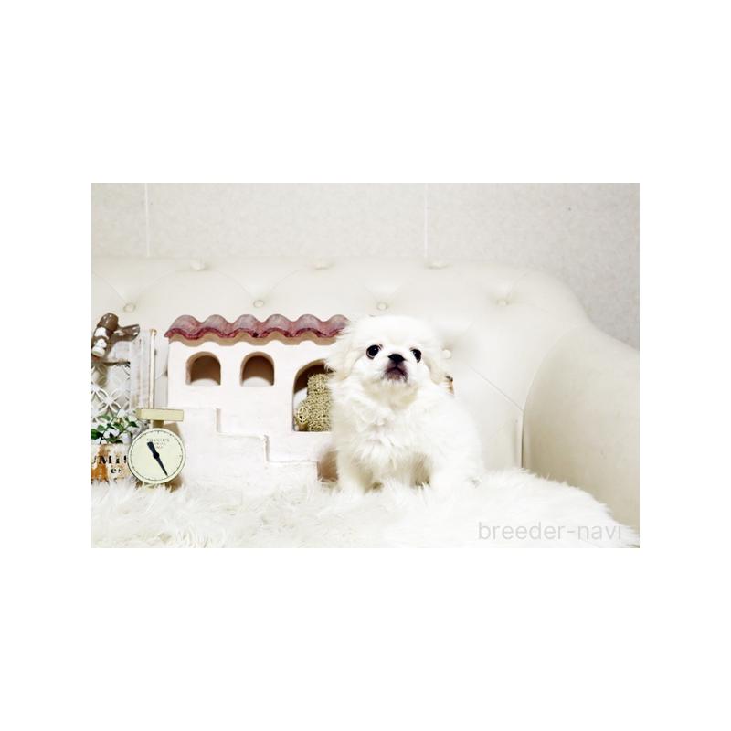 販売中の佐賀県のペキニーズ-418165の4枚目