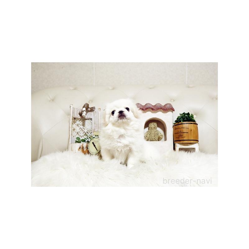 販売中の佐賀県のペキニーズ-418165の3枚目