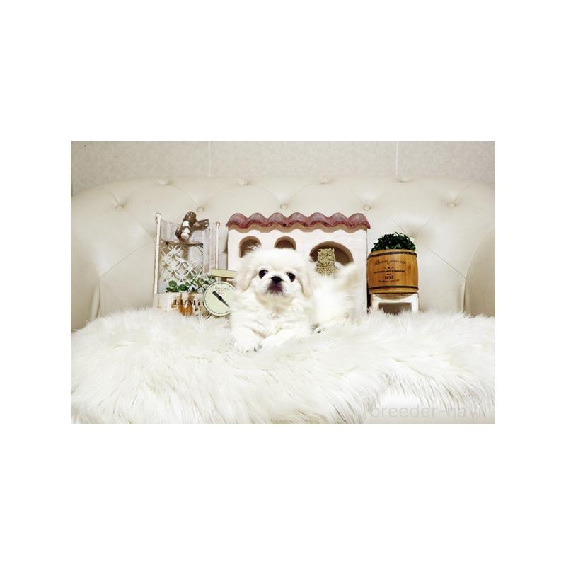 販売中の佐賀県のペキニーズ-418165の2枚目