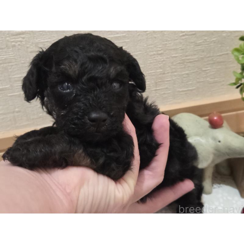 販売中の広島県のタイニープードル-425227の20枚目