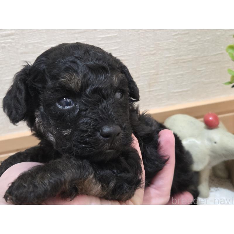 販売中の広島県のタイニープードル-425227の19枚目