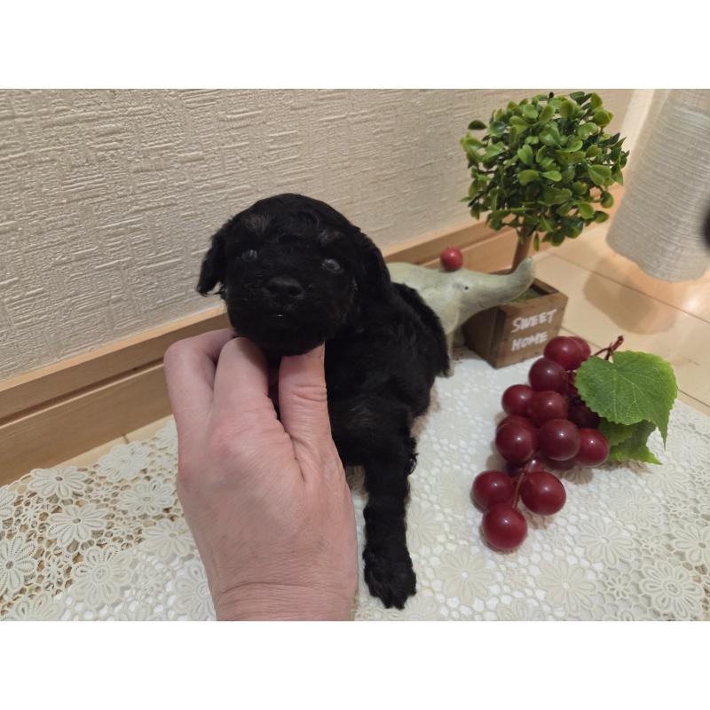 販売中の広島県のタイニープードル-425227の17枚目