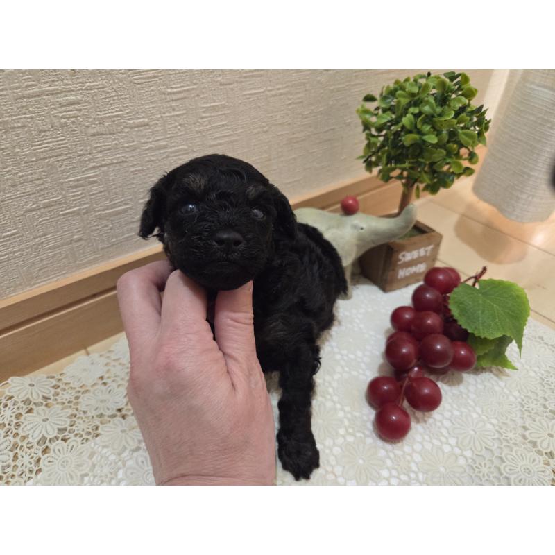 販売中の広島県のタイニープードル-425227の16枚目