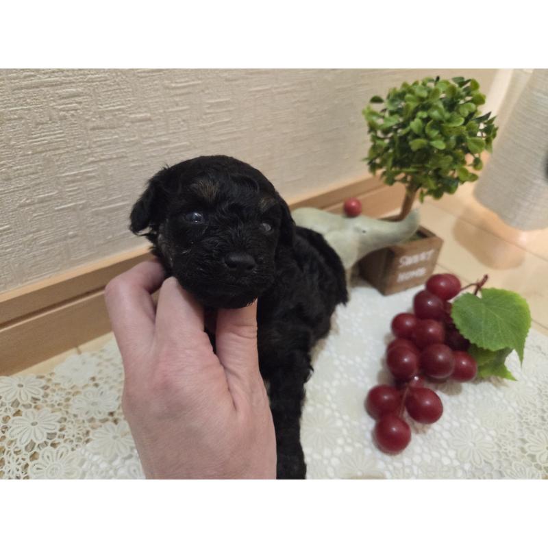 販売中の広島県のタイニープードル-425227の15枚目