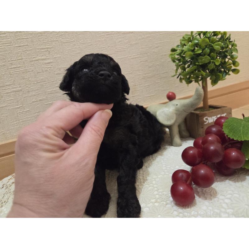 販売中の広島県のタイニープードル-425227の13枚目