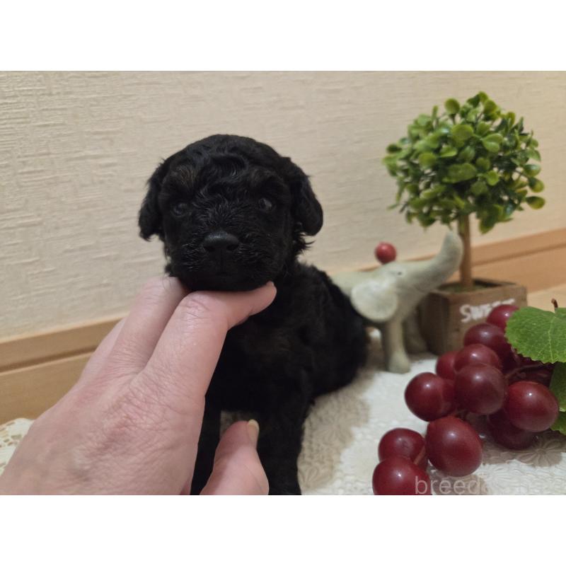 販売中の広島県のタイニープードル-425227の12枚目