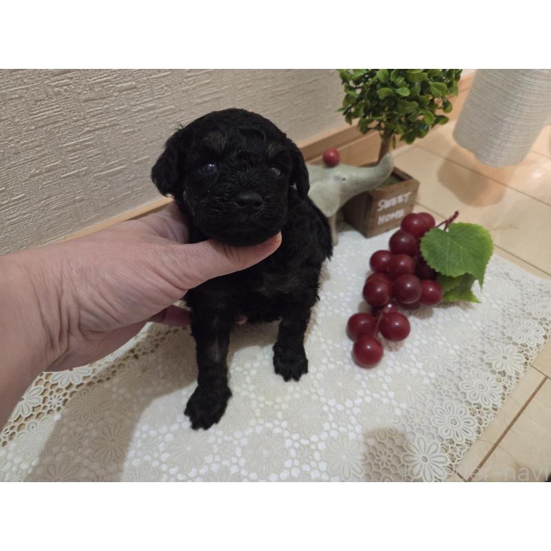 販売中の広島県のタイニープードル-425227の11枚目