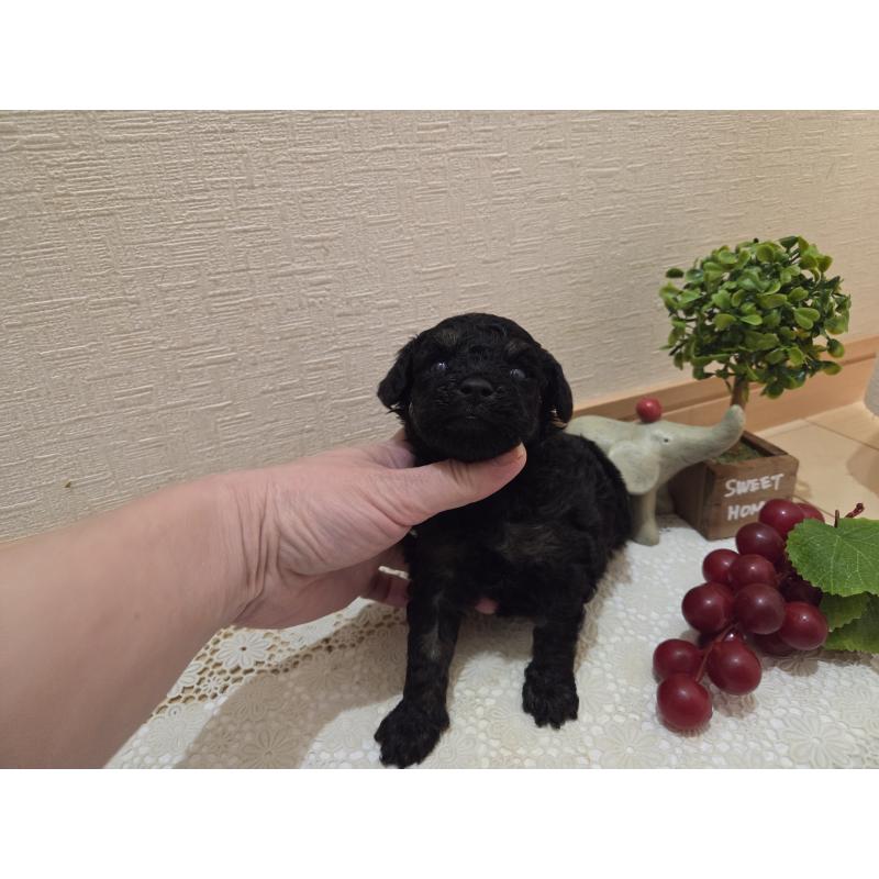 販売中の広島県のタイニープードル-425227の10枚目