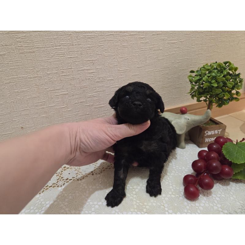 販売中の広島県のタイニープードル-425227の9枚目