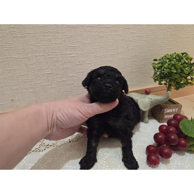 販売中の広島県のタイニープードル-425227の8枚目